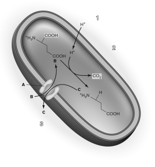 Use the figure below to describe the model of acid resistance in Escherichia coli O157:H7. Make sure to identify the molecules involved using the letters on the figure.