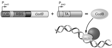 The figure below depicts a kill switch or suicide module designed to eliminate an organism at a predetermined point, namely once the microorganism's function is accomplished. Explain how this kill switch can be regulated to prevent the untimely death of a microorganism harboring it.