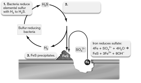 The figure below shows anaerobic corrosion of a piece of steel accelerated by the action of anaerobic microorganisms. What should be on label 2?