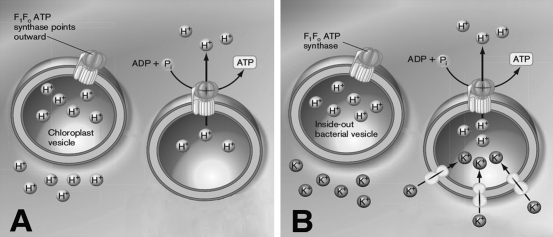 While testing the chemiosmotic theory, researchers prepared inside-out vesicles from bacterial cells, mitochondrial internal membranes, and chloroplast thylakoids. In an inside-out vesicle, the F₁ subunit of the proton-ATPase faces outward. Using the figure below, briefly discuss how the use of inside-out vesicles helped to study the relative contributions of the proton gradient (∆pH) and the membrane potential ( ) to∆ p.