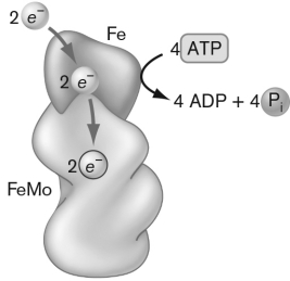 <strong>Nitrogenase is diagrammed below. This particular enzyme is shown in the format just before it begins a cycle of nitrogen reduction. This goal is accomplished in four steps. What is the first step? </strong> A) N2 gas binds to the active site on the FeMo protein. B) NADPH binds to the active site in order to reduce it prior to N2 binding. C) Two e - are transferred to the Fe protein and then to the FeMo protein, which are used to reduce H+ to H2 prior to N2 binding. D) The preexisitng NH4+ is removed prior to N2 binding. E) Fe and Mo are bound to the active sites and then released prior to the next cycle.