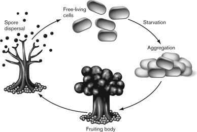 <strong>The following figure represents the life cycle of which bacteria? </strong> A) clostridiales B) verrucomicrobia C) Streptomyces D) myxobacteria E) cyanobacteria