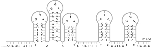 <strong>The type of telomere pictured below is found in </strong> A) rickettsias and mitochondria. B) cyanobacteria and chloroplasts. C) Streptomyces. D) Planctomycetes. E) Deinococcus-Thermus.