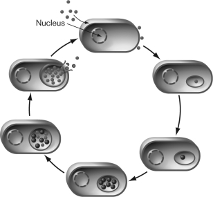 <strong>Which of the following statements is NOT correct regarding the life cycle of Chlamydia? </strong> A) Elementary bodies are taken up by the host cells via endocytosis. B) Reticulate bodies differentiate from elementary bodies outside the host cell. C) A reticulate body may persist in the host cell for long periods. D) Reticulate bodies replicate and develop into elementary bodies. E) Elementary bodies are metabolically inert with a compacted chromosome, resembling spores.