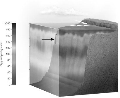 <strong>The upper region indicated in the figure below is called  </strong> A) deep oxycline. B) upwelling zone. C) benthos. D) oxygen minimum zone. E) upper oxycline. <div style=padding-top: 35px> 