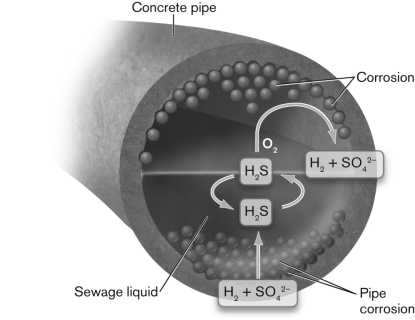 <strong>Corrosion of cement in the sewer pipe shown below is caused by  </strong> A) H2S. B) H2S + O2. C) H2 + SO42-. D) Ca(OH)2 + H2SO4. E) sewage liquid. <div style=padding-top: 35px> 