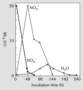 What does the increase in nitrite (NO₂⁻) and nitrous oxide (N₂O) in the following figure indicate? Describe this process in detail.  <div style=padding-top: 35px> 