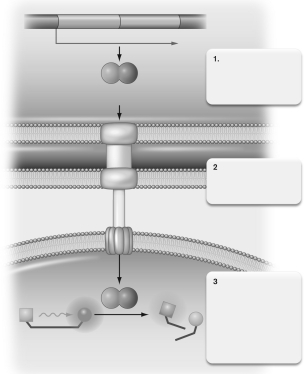 Describe what is happening at step 1 in the figure below.