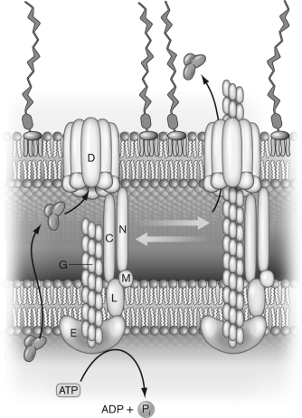 Identify the parts labeled C, D, E, G, L, M, N in the figure below, and state what their purpose is.