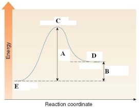 <strong>Which of the following is a true statement about the energy diagram shown below? </strong> A)A labels the E<sub>a</sub> of the reaction and B labels \Delta H of the reaction. B)A labels the \Delta H of the reaction and B labels E<sub>a</sub> of the reaction. C)C labels the activation energy. D)D labels the reactants and E labels the products.