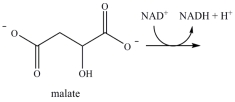 <strong>Oxaloacetate is the starting material in the first step of the citric acid cycle and the product of the last step. The last step of the citric acid cycle, the oxidation of malate to oxaloacetate, is shown. What is the structure of oxaloacetate? </strong> A) B) C) D)