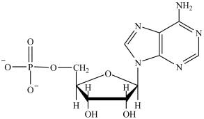 <strong>Which structure represents a nucleotide?</strong> A) B) C) D)