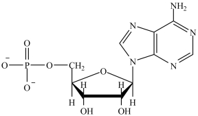 <strong>Which is the structure of ATP?</strong> A) B) C) D)