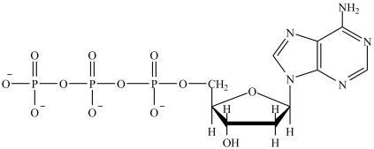 <strong>Which is the structure of ATP?</strong> A) B) C) D)