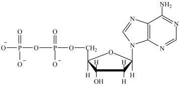 <strong>Which is the structure of ATP?</strong> A) B) C) D)
