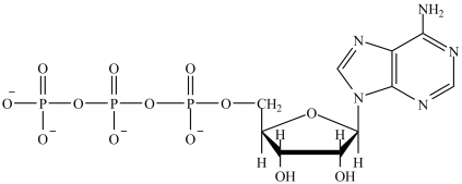 <strong>Which is the structure of ATP?</strong> A) B) C) D)