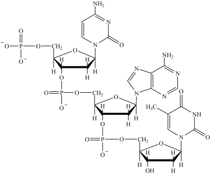<strong>What is the abbreviation of the polynucleotide shown? </strong> A)TAC B)CAT C)CGT D)TGC