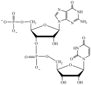 <strong>A)by reduced coenzymes that match the codons found on the DNA template strand B)by the transport protein coenzyme A C)by tRNA molecules that contain the complementary sequence of an mRNA codon in their anticodon loop D)amino acids are synthesized at the ribosomes by the hydrolysis of proteins Ans: C Difficulty: Medium Which structure correctly represents the dinucleotide sequence GU that is found in RNA?</strong> A) B) C) D)