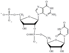 <strong>A)by reduced coenzymes that match the codons found on the DNA template strand B)by the transport protein coenzyme A C)by tRNA molecules that contain the complementary sequence of an mRNA codon in their anticodon loop D)amino acids are synthesized at the ribosomes by the hydrolysis of proteins Ans: C Difficulty: Medium Which structure correctly represents the dinucleotide sequence GU that is found in RNA?</strong> A) B) C) D)