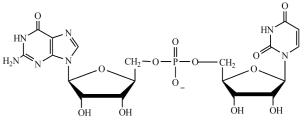 <strong>A)by reduced coenzymes that match the codons found on the DNA template strand B)by the transport protein coenzyme A C)by tRNA molecules that contain the complementary sequence of an mRNA codon in their anticodon loop D)amino acids are synthesized at the ribosomes by the hydrolysis of proteins Ans: C Difficulty: Medium Which structure correctly represents the dinucleotide sequence GU that is found in RNA?</strong> A) B) C) D)