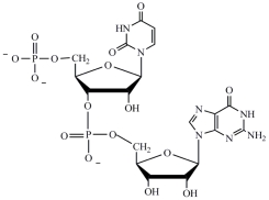 <strong>A)by reduced coenzymes that match the codons found on the DNA template strand B)by the transport protein coenzyme A C)by tRNA molecules that contain the complementary sequence of an mRNA codon in their anticodon loop D)amino acids are synthesized at the ribosomes by the hydrolysis of proteins Ans: C Difficulty: Medium Which structure correctly represents the dinucleotide sequence GU that is found in RNA?</strong> A) B) C) D)