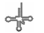 The cartoon shown below is an example of an rRNA cloverleaf.