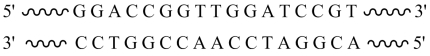 The restriction enzyme BamHI recognizes the DNA sequence GGATCC and cuts the DNA between the two G's. Given the segment of double-stranded DNA shown below , the sticky ends that result from cleavage with this enzyme are .