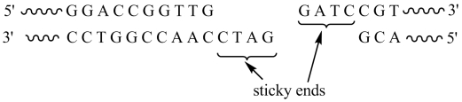 The restriction enzyme BamHI recognizes the DNA sequence GGATCC and cuts the DNA between the two G's. Given the segment of double-stranded DNA shown below , the sticky ends that result from cleavage with this enzyme are .