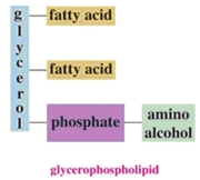 <strong>The block diagram for a phosphoacylglycerol (glycerophospholipid)is shown below. Phosphoacylglycerols can interact with both water and other lipids, and therefore are well suited for their role in the lipid bilayer of cell membranes. Which statement best explains this behavior? </strong> A)They contain a phosphodiester. B)They contain both a hydrophobic region as well as a hydrophilic region. C)They contain both saturated fatty acids as well as unsaturated fatty acids. D)They contain both single bonds as well as double bonds.