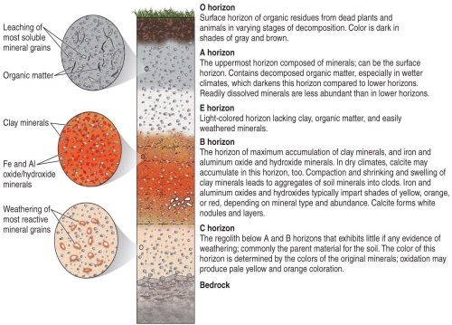 <strong>Figure 14.3   According to Figure 14.3 from your textbook, what might be present to cause a gray-brown color in a horizon?</strong> A) organic materials B) bedrock C) aluminum and iron oxides D) clay minerals <div style=padding-top: 35px> 