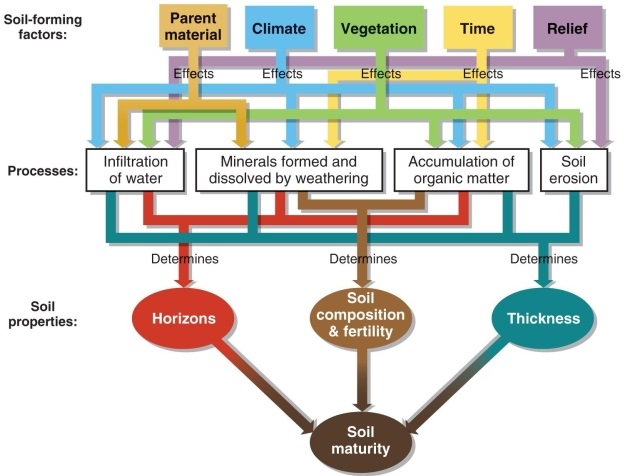 <strong>Figure 14.10   According to Figure 14.10 from your textbook, which soil-forming process is least affected by the vegetation of a region?</strong> A) infiltration of water B) forming and dissolving minerals by weathering C) accumulation of organic matter D) soil erosion <div style=padding-top: 35px> 