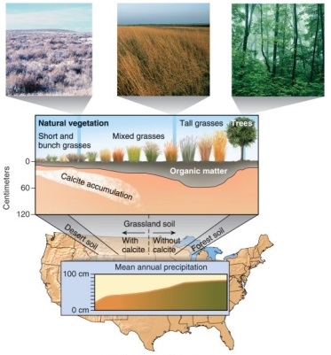 <strong>Figure 14.11   Looking at Figure 14.11 from your textbook, the reason that the calcite accumulation is deeper on the central part of the test line from Wyoming to Wisconsin than it is on the western part is on account of</strong> A) grass type. B) organic matter content. C) elevation. D) rainfall. <div style=padding-top: 35px> 