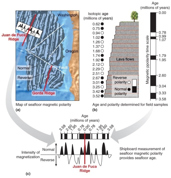 <strong>Figure 12.11 Refer to Figure 12.11 in your textbook. Which option correctly matches isotopic age and polarity of the seafloor.</strong> A) 2.29 million years: reverse polarity; 1.37 million years: reverse polarity B) 3.42 million years: reverse polarity; 1.74 million years: reverse polarity C) 1.26 million years: normal polarity; 1.92 million years: reverse polarity D) 2.12 million years: normal polarity; 3.01 million years: normal polarity