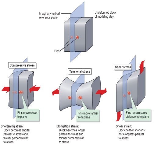 <strong>Figure 11.13   According to Figure 11.13, which option correctly describes the movement of two pins on either side of a plane in a block of clay submitted to tensional stress?</strong> A) They remain in the same position. B) They move farther from the plane. C) They move closer to the plane. D) They slide along at the same distance from the plane in opposite directions. <div style=padding-top: 35px> 