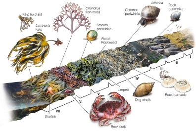 <strong>  Fucus is found in the</strong> A)infralittoral zone. B)subtidal zone. C)midlittoral zone. D)supralittoral zone. <div style=padding-top: 35px> 