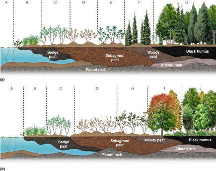 <strong>  The floating peat over open water makes this habitat a</strong> A)swamp. B)marsh. C)bog. D)fen. <div style=padding-top: 35px> 