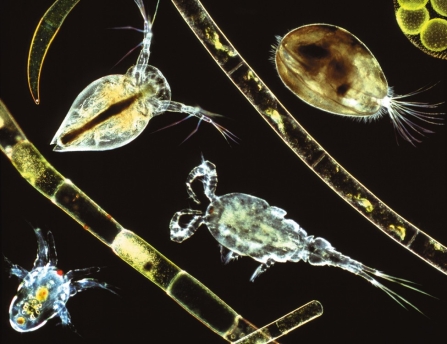 <strong> What are present in the photo?</strong> A)phytoplankton B)zooplankton C)aufwuchs D)hellgrammites