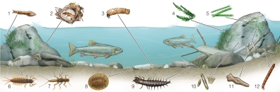 <strong> Based on the taxa in the picture,which type of habitat is this?</strong> A)fast stream B)slow stream C)pond D)marine