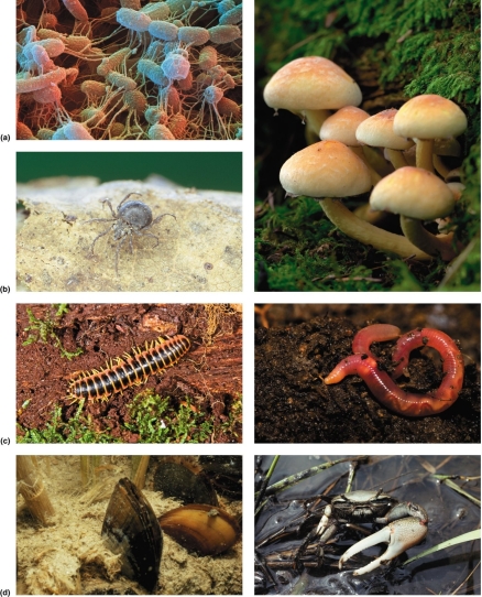 <strong> Which of the following are decomposers?</strong> A)mushrooms B)mites C)millipedes D)all of the above