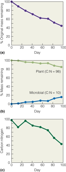 <strong> Why does the C/N ratio decline over time?</strong> A)Mass increases over time. B)Mass is converted into microbes over time. C)Mass is converted into plants over time. D)More carbon is introduced into the system.