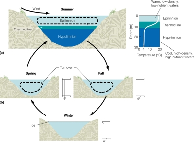 <strong> In which season does lake stratification occur?</strong> A)summer B)spring C)fall D)winter