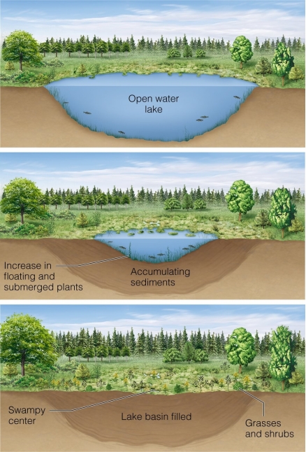 <strong> For processes such as those in the figure that can take thousands of years,how can we know that succession can occur in this way?</strong> A)via carbon dating B)via chronosequences C)via long-term studies D)via the phytoplankton community