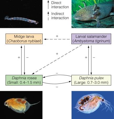 <strong> What is the term when one species benefits from an indirect interaction and the other has a neutral effect?</strong> A)indirect competition B)indirect mutualism C)mutualism D)indirect commensalism