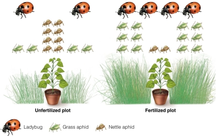 <strong> Increasing the resources for one species results in the increase of predator numbers.This reduces the abundance of another prey species.This interaction is</strong> A)indirect commensalism. B)indirect mutualism. C)apparent competition. D)apparent predation.