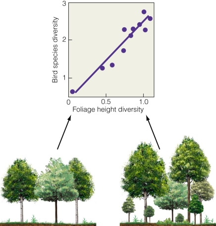 <strong> What does this figure suggest?</strong> A)Decreased foliage height diversity drives increased bird diversity. B)Increased foliage height diversity drives increased bird diversity. C)There is no relationship between foliage height and bird diversity. D)Increased bird diversity drives increased foliage height diversity.