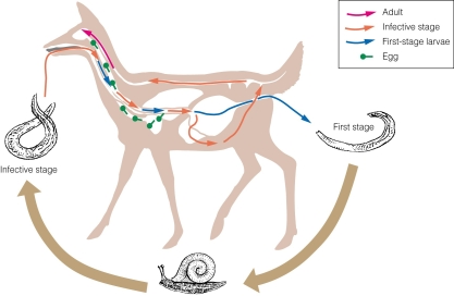<strong> Which of the following is the definitive host?</strong> A)deer B)soil C)snail D)free living stage