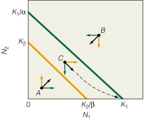 <strong> What is the outcome of these isoclines?</strong> A)Species 2 wins. B)If species 1 begins with a higher abundance,it wins. C)If species 2 begins with a higher abundance,it wins. D)Species 1 wins.