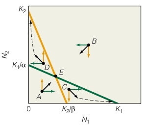 <strong> What is the outcome of these isoclines?</strong> A)Species 1 wins. B)If species 1 begins with a higher abundance,it wins. C)Species 2 wins. D)Both species coexist.