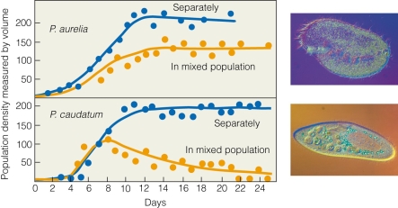 <strong> According to the figure,when these two species are combined in a culture,what will the outcome be?</strong> A)P)aurelia wins. B)P)caudatum wins. C)Both species coexist. D)P)aurelia wins only if it starts at a higher abundance.