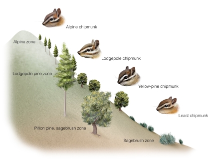 <strong> The different chipmunk species correspond to the different tree species along an elevational gradient.This is likely because</strong> A)each chipmunk species depends on the specific tree species for habitat. B)lodgepole trees and lodgepole chipmunks prefer warmer temperatures. C)the fundamental niche of yellow-pine chipmunks is limited to middle elevation. D)several resource factors for both groups change with elevation.